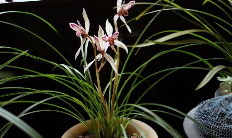 蘭花幾月開花？品種與花期詳解