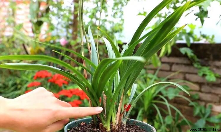 兰花黄叶是什么原因