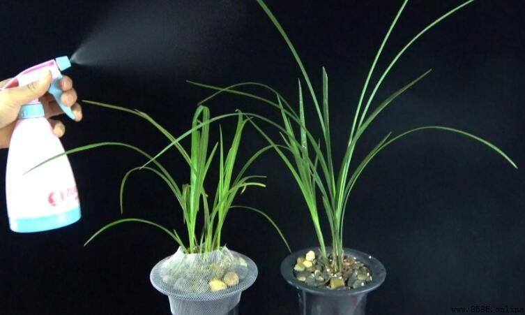 蘭花花蕾枯萎怎麼辦？四個常見原因及救濟方法