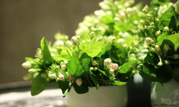 茉莉花能放卧室吗？