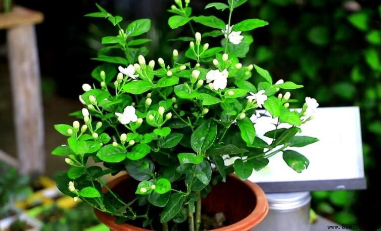 茉莉葉子發黃怎麼辦？原因對照與救急方法