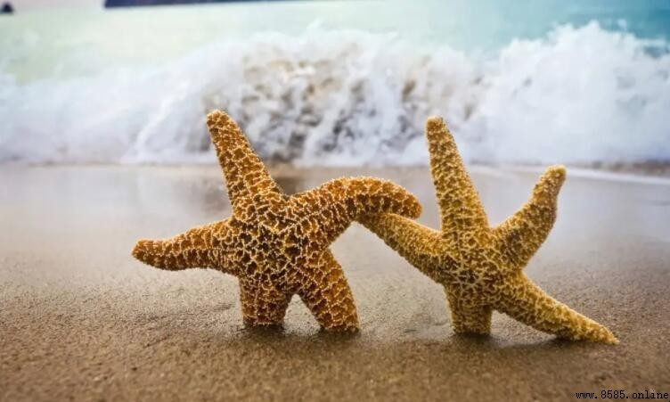 海星是什麼動物