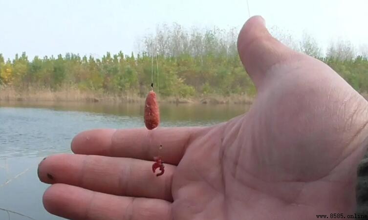 紅蟲釣魚注意事項:提升上魚率的關鍵守則