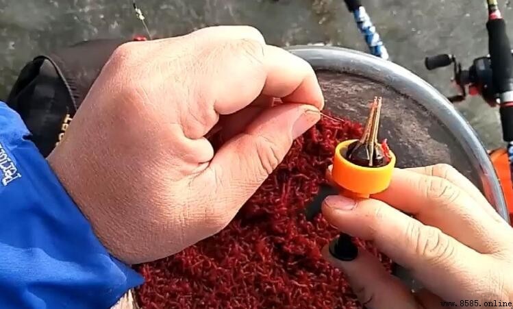 紅蟲釣魚怎麼掛鉤：四種實用技巧大公開