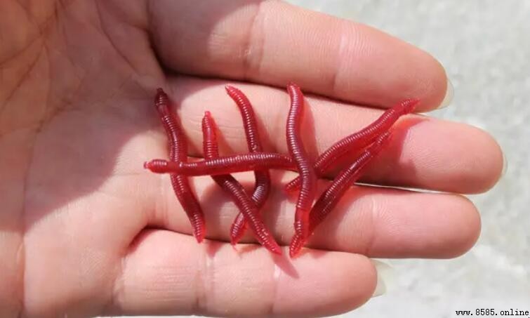 紅蟲怎麼保存不會死