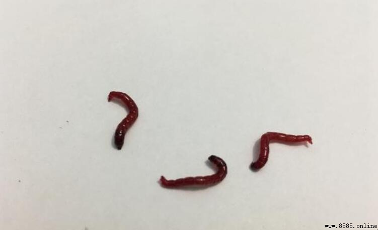 紅蟲是什麼的幼蟲？搖蚊科昆蟲的生命週期解析