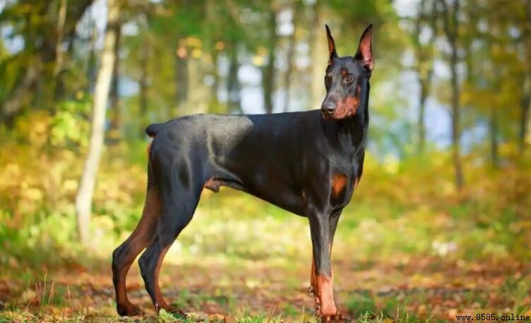 看家護院哪種狗最好?推薦4種優秀看家犬