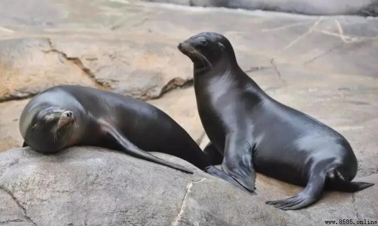 海豹與海獅的差異解析