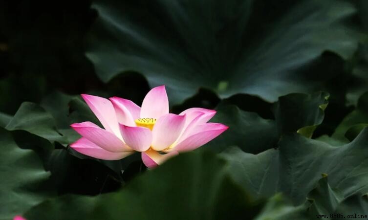 蓮花在中國的寓意與象徵