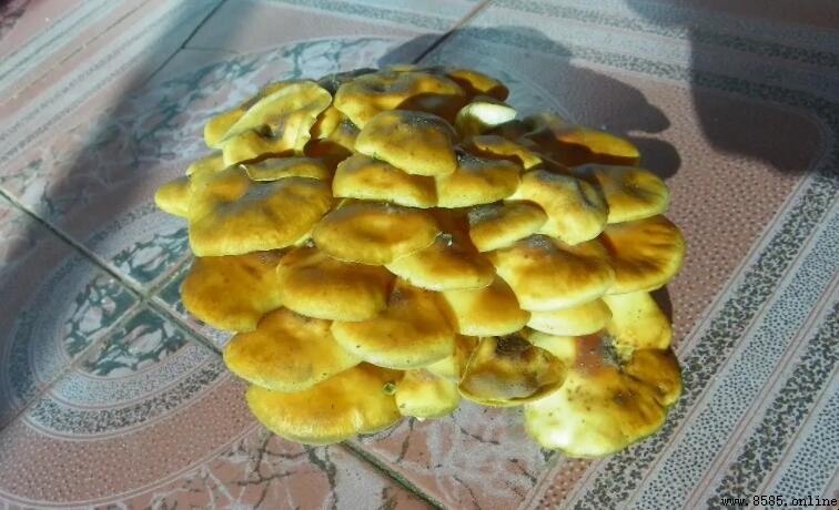 蘑菇變黃了還能吃嗎？一次看懂是否安全食用