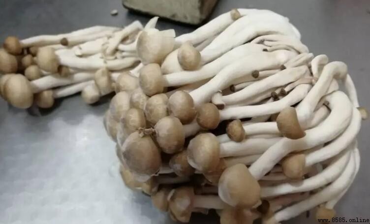蘑菇長白毛還能吃嗎?為什麼會長白毛?