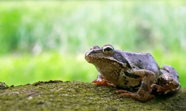 兩棲動物與爬行動物的區別解析