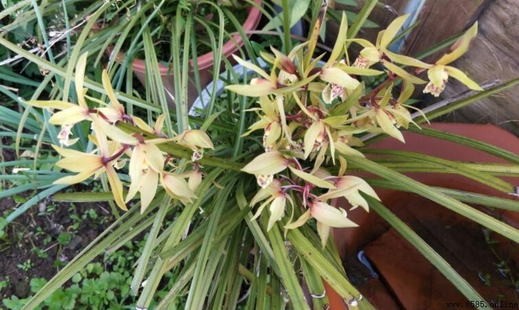 九頭蘭是什麼蘭花?