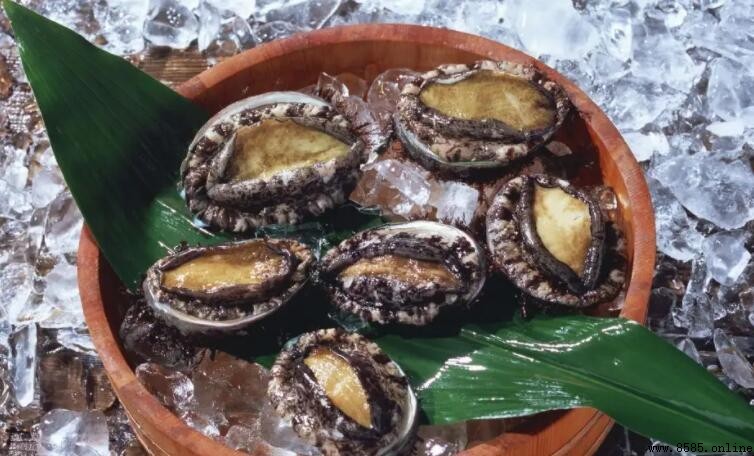 九頭鮑魚與六頭鮑魚的差異解析