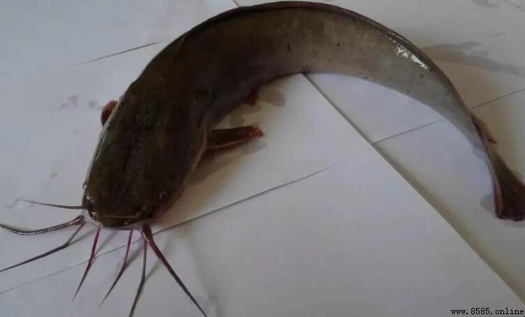 梭邊魚的黏液要洗掉嗎?處理技巧大公開
