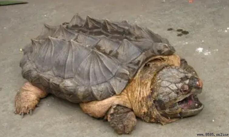 鳄龜是否屬於國家保護動物?解析與生態影響