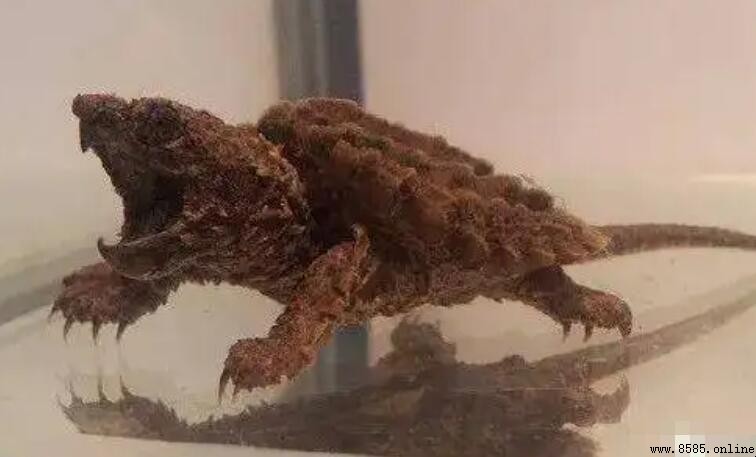 鳄龜能長多大