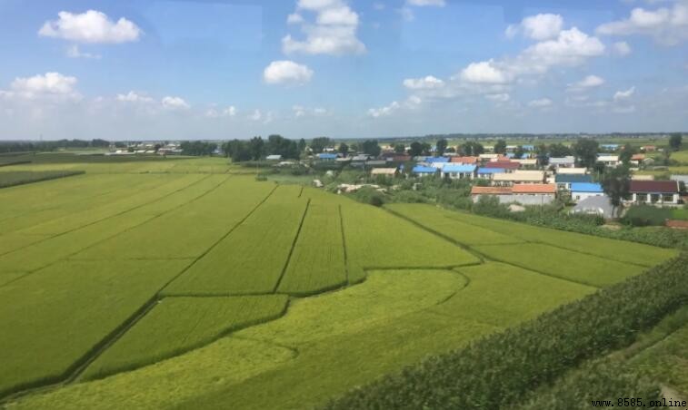 耕地為旱地的是哪個平原