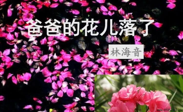 《爸爸的花儿落了》讀後感怎麼寫?