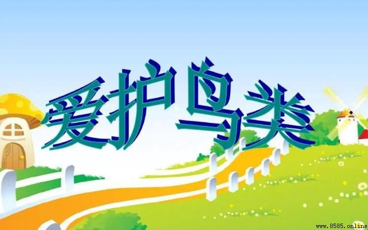 愛護鳥類的好處