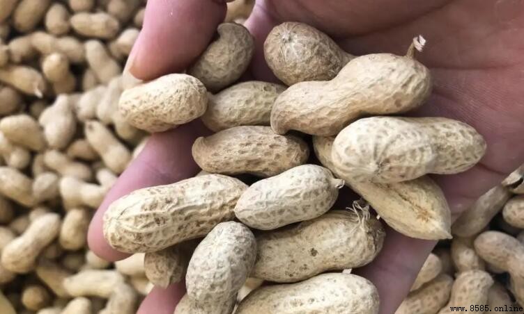 長生果指的是什麼