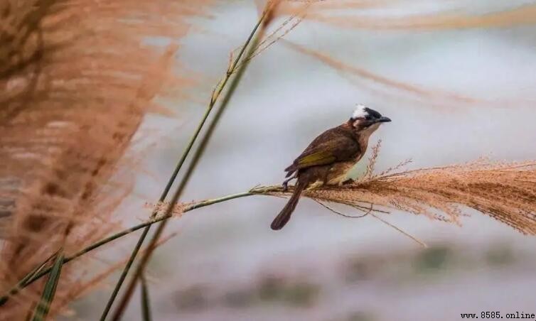 「勞燕分飛」指的是哪種動物？