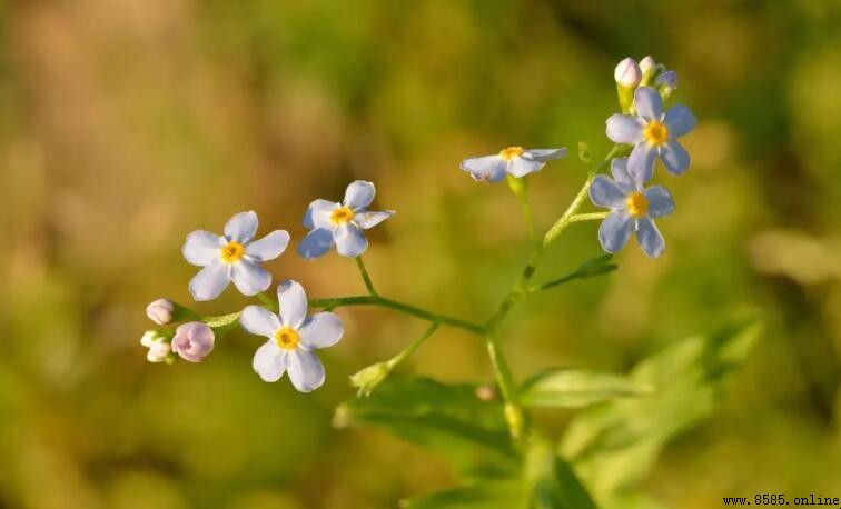 勿忘我花色大賞:5種經典顏色與花語
