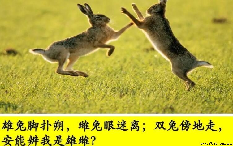 雄兔腳撲朔雌兔眼迷離的含義與出處解析