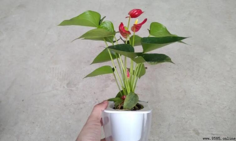 紅掌的花語與象徵意義