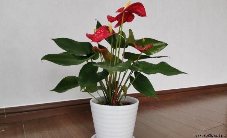 紅掌花不紅怎麼辦？5個原因及解決方法