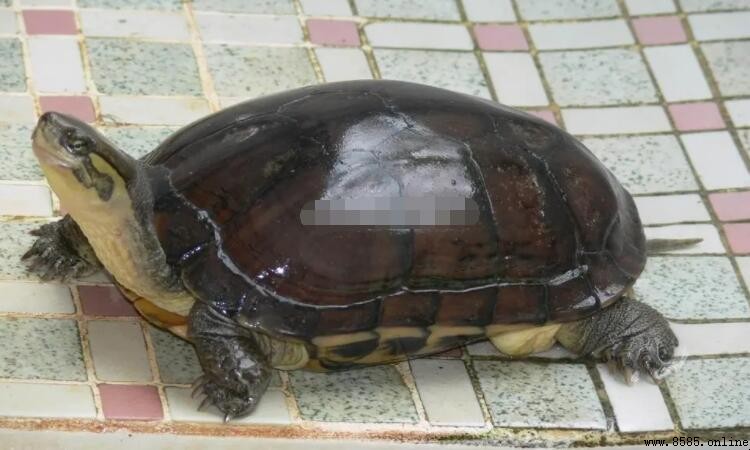 石龜與草龜的差異比較