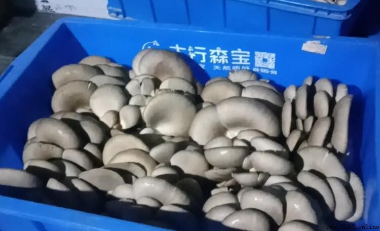 如何辨別平菇是否變質？3個簡單方法