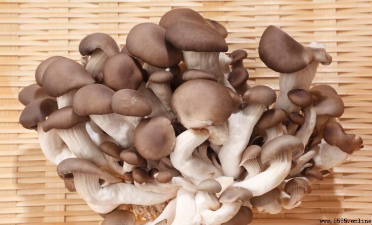 平菇發粘還能吃嗎?安全食用判斷指南