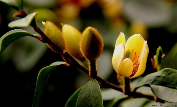 含笑花開花季節：春季3至5月盛放