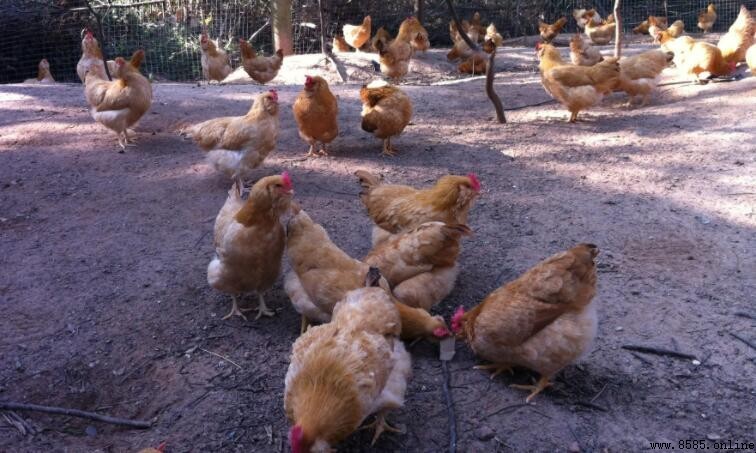 三黃雞為何這麼便宜?生長快與飼養成本低是主因