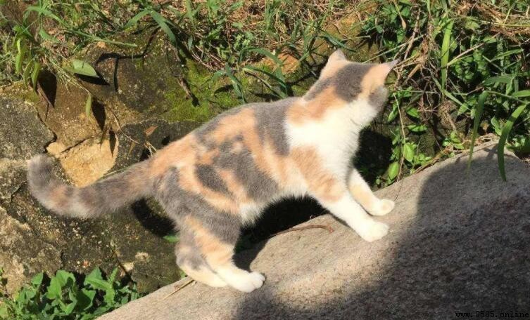 三花貓是什麼品種