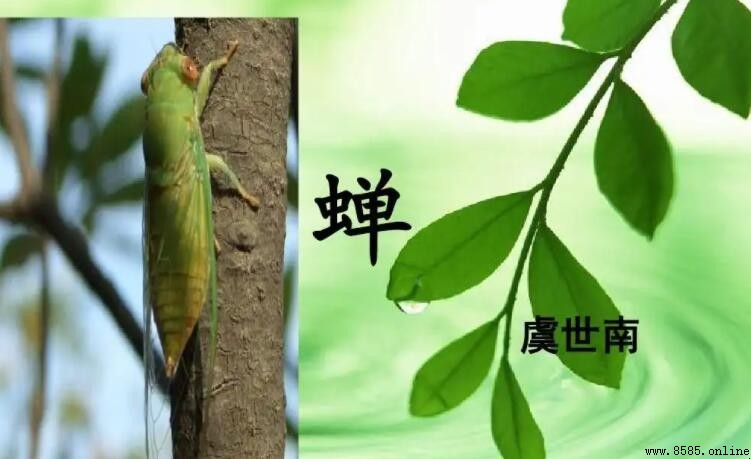《蟬》的作者是誰