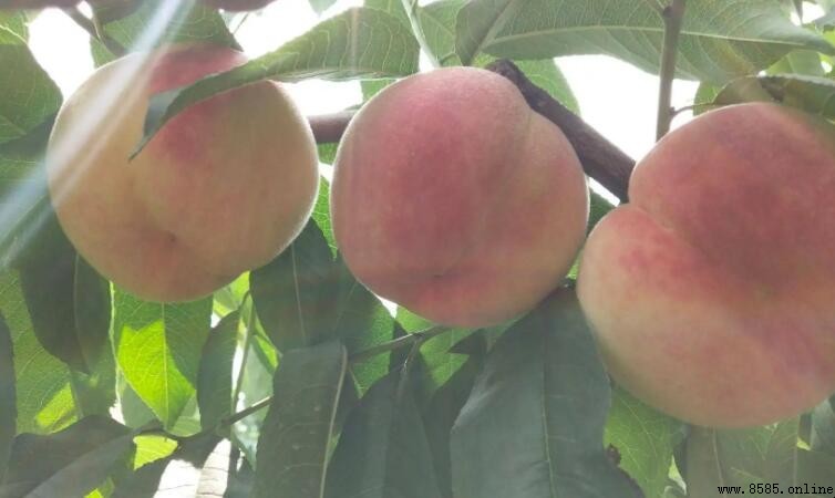 陝西秦王桃是否屬於水蜜桃？解析其特色與產地