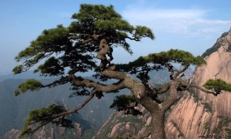 描寫松的詩句集錦：古詩文名句與意境解析
