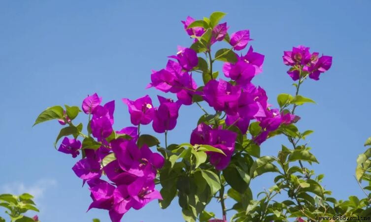 廈門市花是什麼？揭秘國家級經濟特區的市花