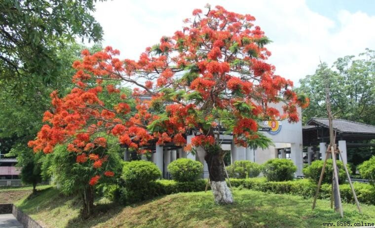 廈門市樹是什麼?揭秘鳳凰木與紅楹