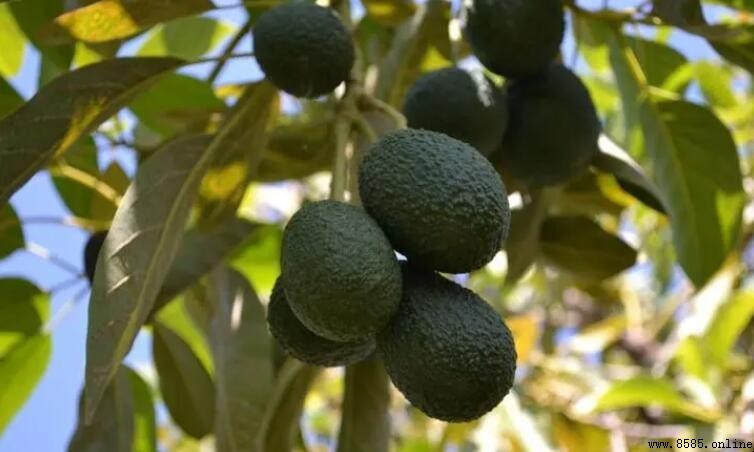 牛油果種植幾年結果?影響因素與時間解析