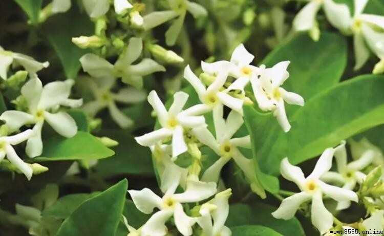 風車茉莉有毒嗎?解析其毒性及安全修剪方法