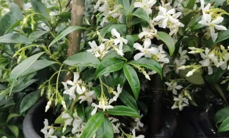 風車茉莉一年開幾次花？完整解析開花次數與時機