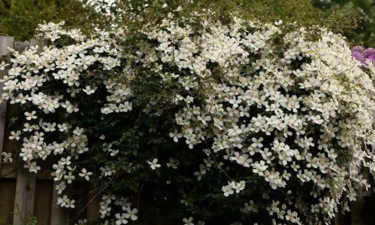 風車茉莉的花語是什麼