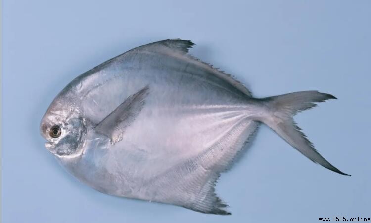 平魚與鯖魚的區別解析