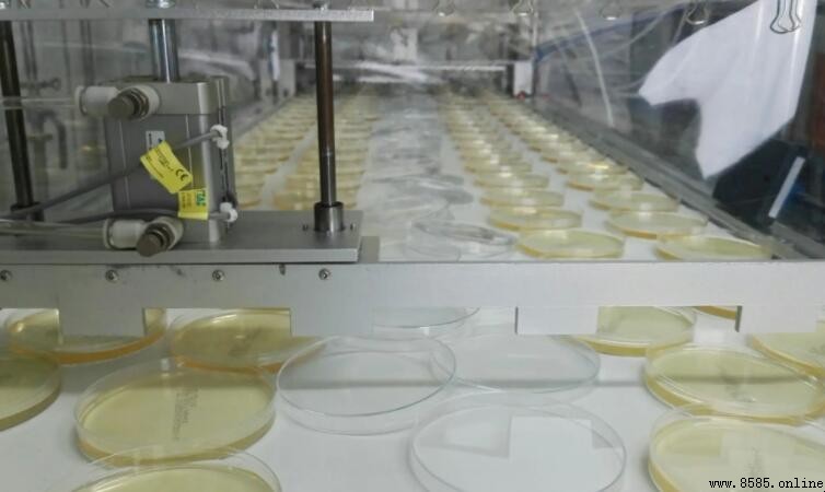 選擇培養基與鑒別培養基有何區別