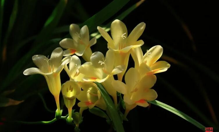 香雪蘭一年開幾次花?花期時間與影響因素解析