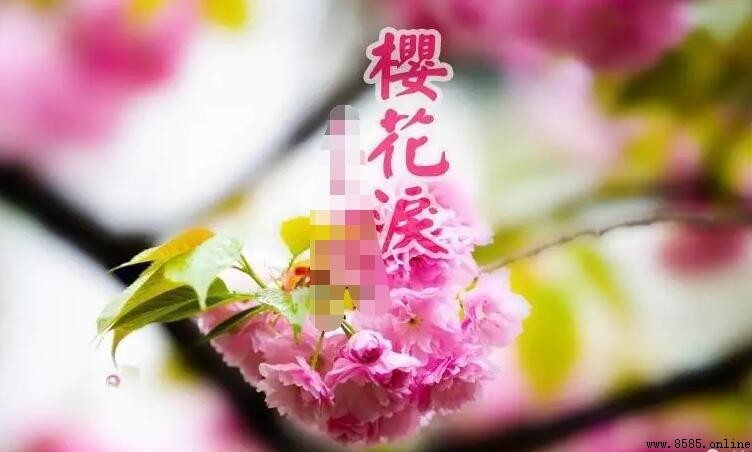 《樱花泪》歌词是什么