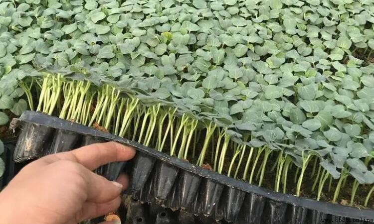 秋葵苗移栽注意事项